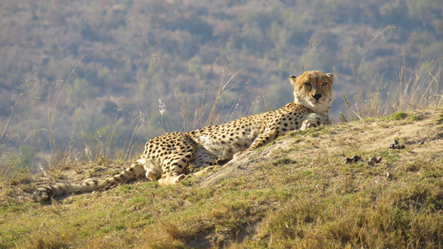 Welgevonden game reserve