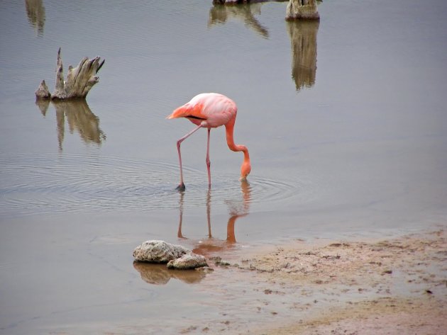 Pretty flamingo