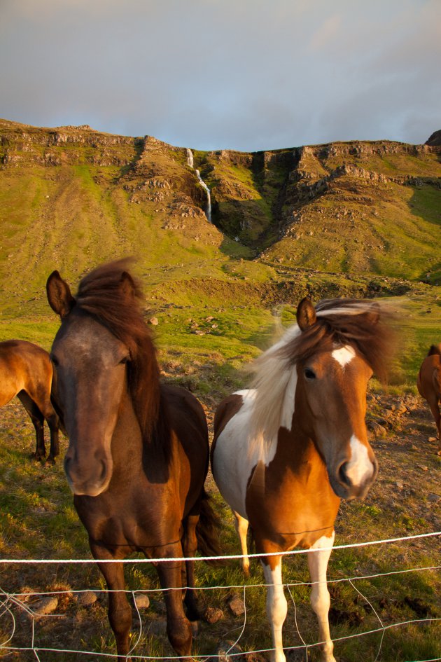 IJslandse paarden