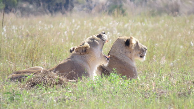 Leeuwen in Welgevonden game reserve 