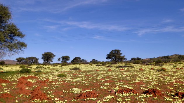 gele bloemen en rode aarde