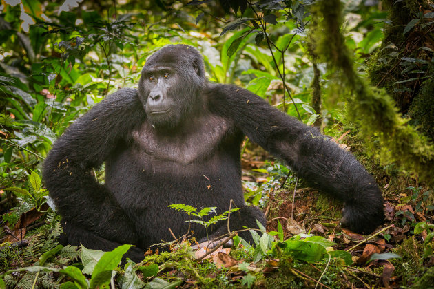 Gorilla in het ondoordringbare woud van Bwindi