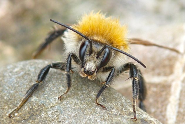 Hommel aan het opdrogen.