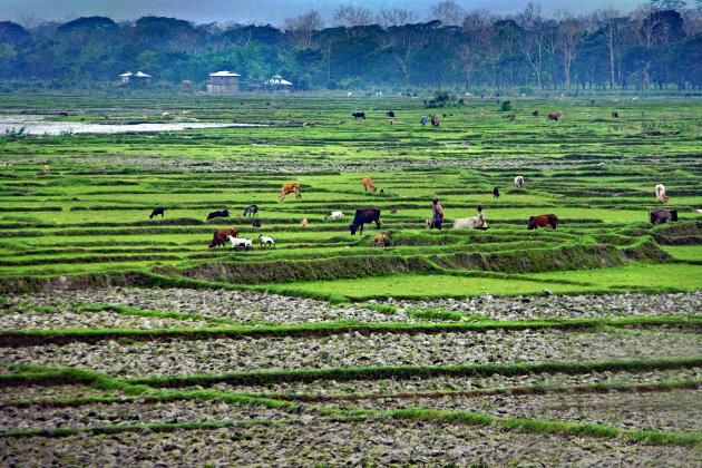 Reis over land van India naar Bhutan