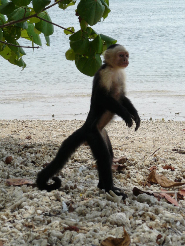 Kapucijnaap op de uitkijk in Cahuita