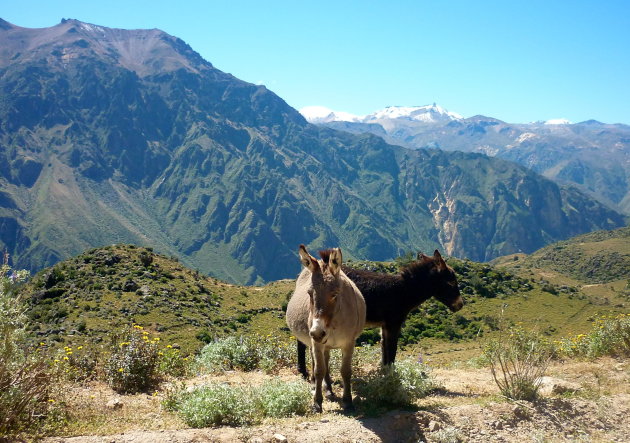 Colca Canyon I