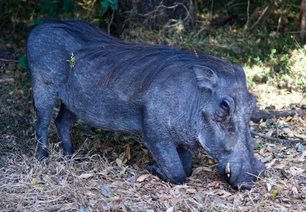 Wil je met me trouwen ? .........Vroeg de Warthog op zijn knieën aan zijn wijfje