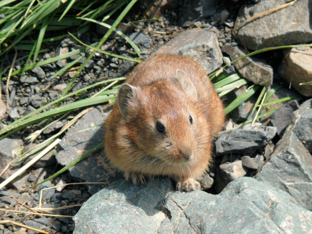 Fluithaas of Pika