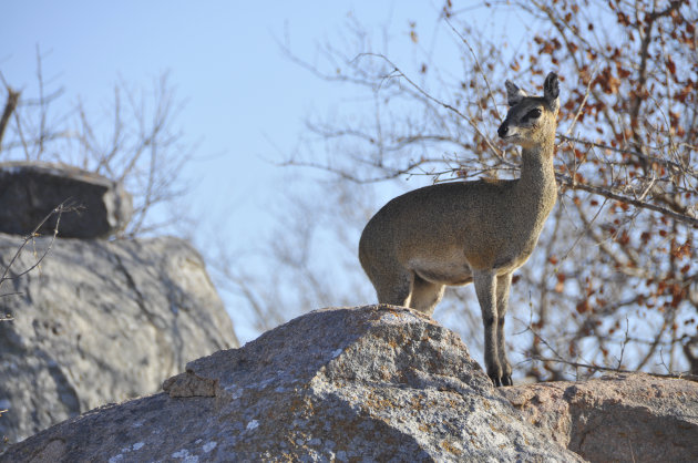 Klipspringer