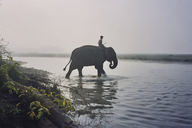 Rivier oversteken per olifant 