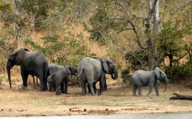 Olifant beschermend kuddedier