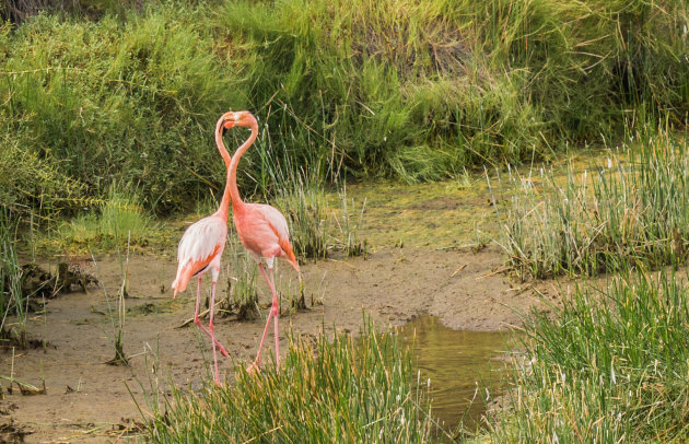 Dansende flamingo's bij Puenta Morena