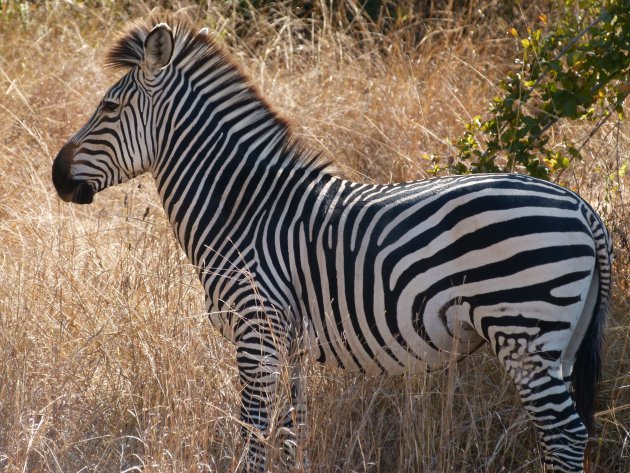 Crawshay's zebra