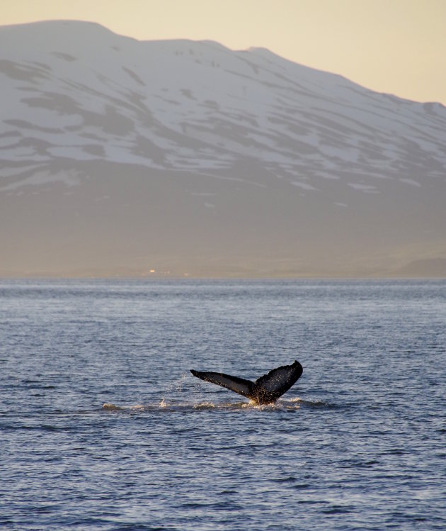 Walvisexcursie in Akureyri