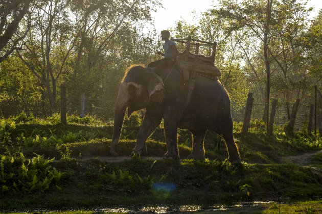 Olifant tegen de avond naar de stal