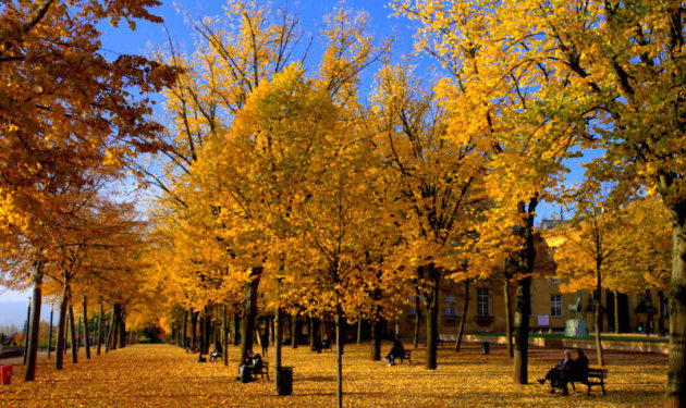 gouden parasol