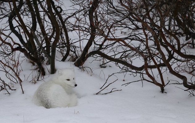 Arctic fox 