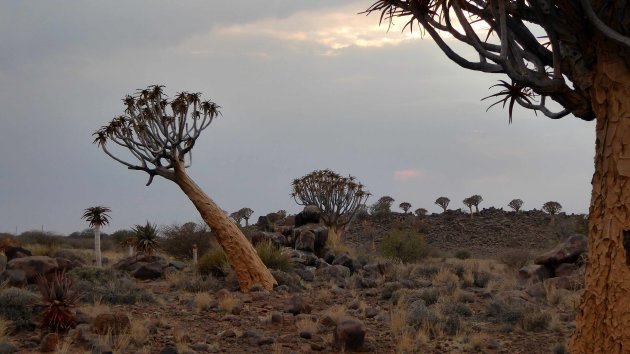 Quivertree Forest