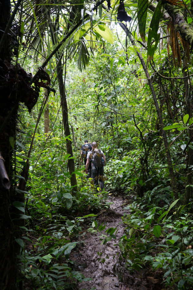 Jungle wandeling