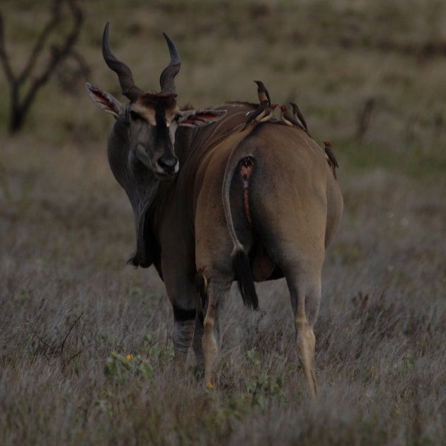 Eland Antilope