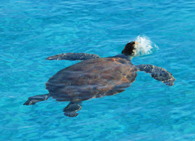 Zeeschildpad Westpunt