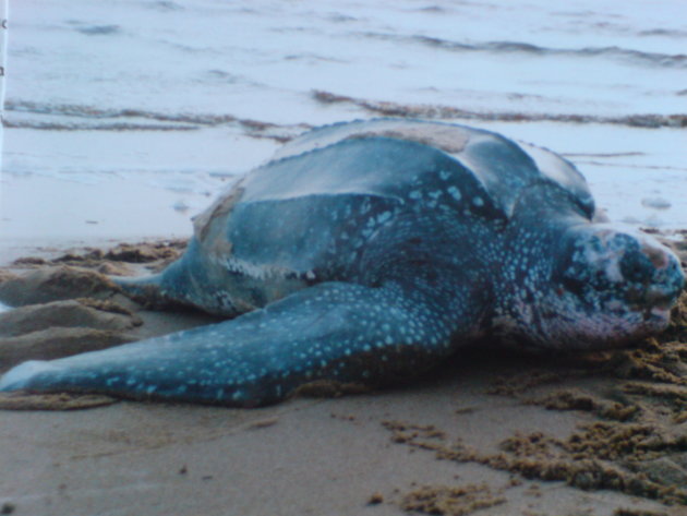 2001-2002 Lederschildpad gaat eieren leggen.