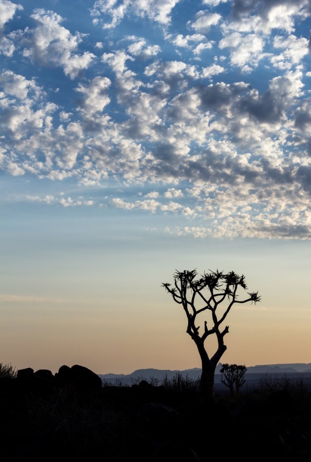 Kokerbomen in Namibië 