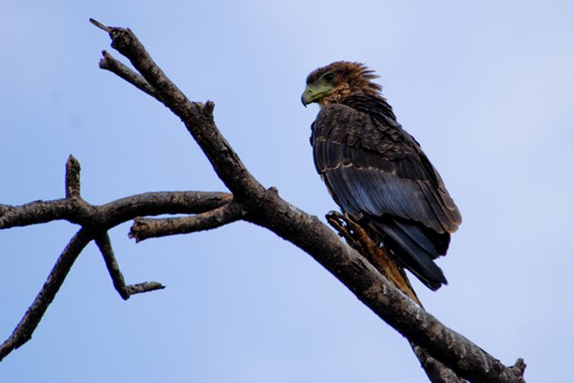 Jonge bateleur