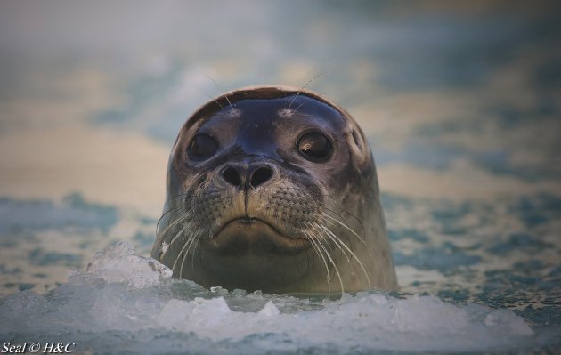 Seal