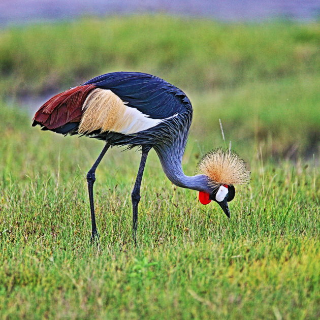 Grey crowned crane