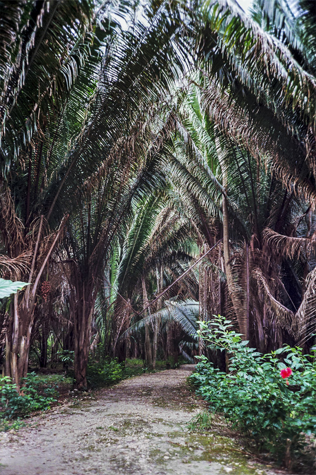 Reuzen boomvarens in Yucatan