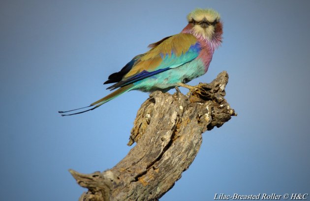 Lilac Breasted Roller