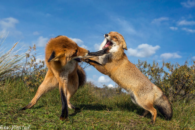 Fox Fight