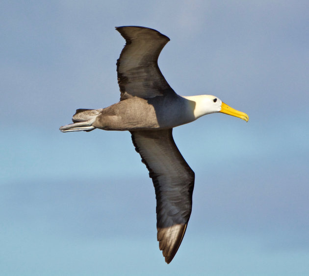 Albatros (spanwijdte van 2,25M)