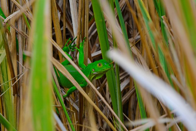 Groen is gras?