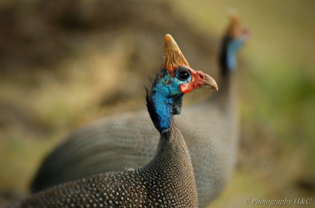 Helmeted Guineafowl