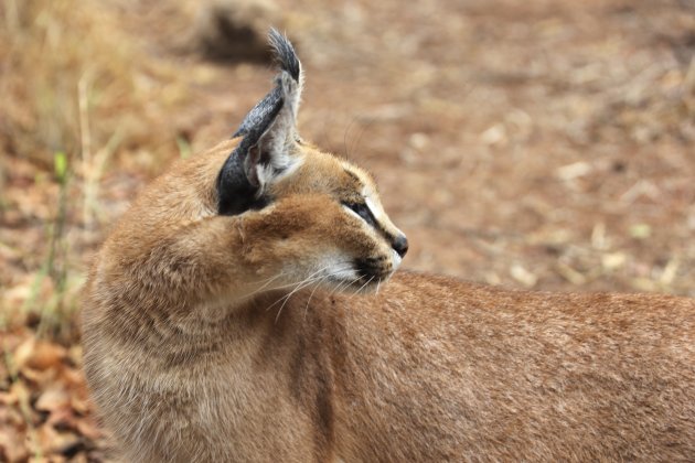 Caracal (woestijnlynx )