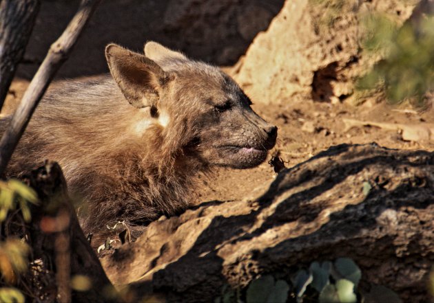 Bruine Hyena