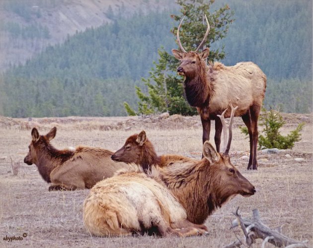 Groepje Wapiti's