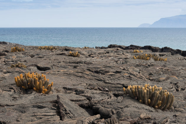 Lava cactussen bij Punta Morano