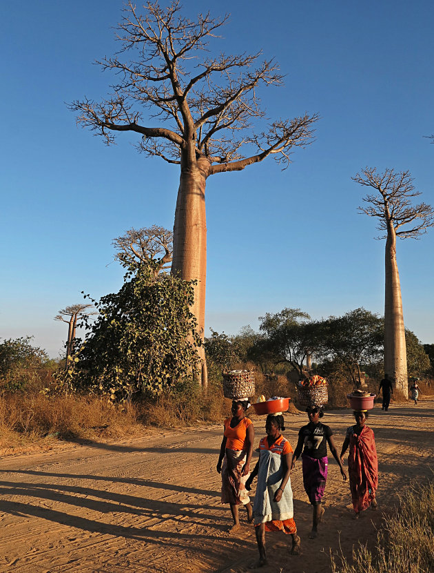 Avenue des Baobabs