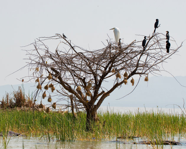 Vogelboom en krokodillengevaar