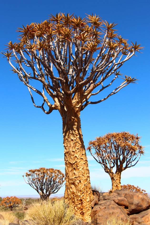 kokerbomen