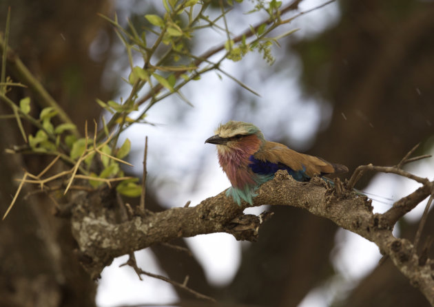 Lilac-breasted roller