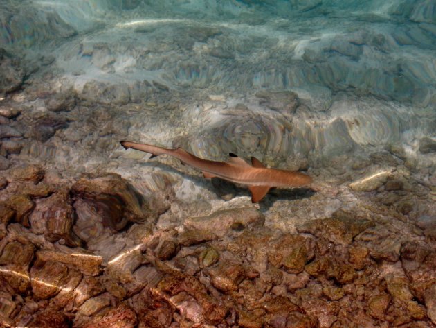 Baby black tip reef shark