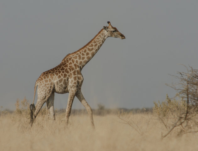 Giraffe vanuit het gras