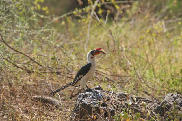  Afrikaanse neushoornvogel