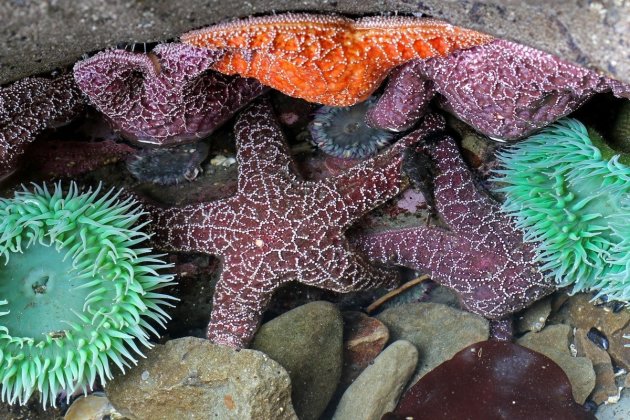 Zeesterren en zeeanemonen