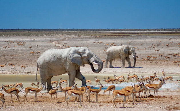 Ontmoeting bij de Waterhole