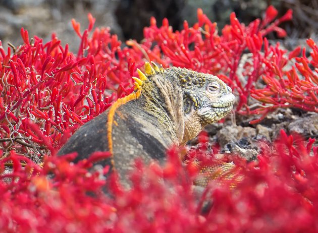 Leguaan tussen het Galapagos Carpet weed